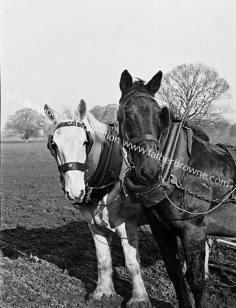 PLOUGH HORSES